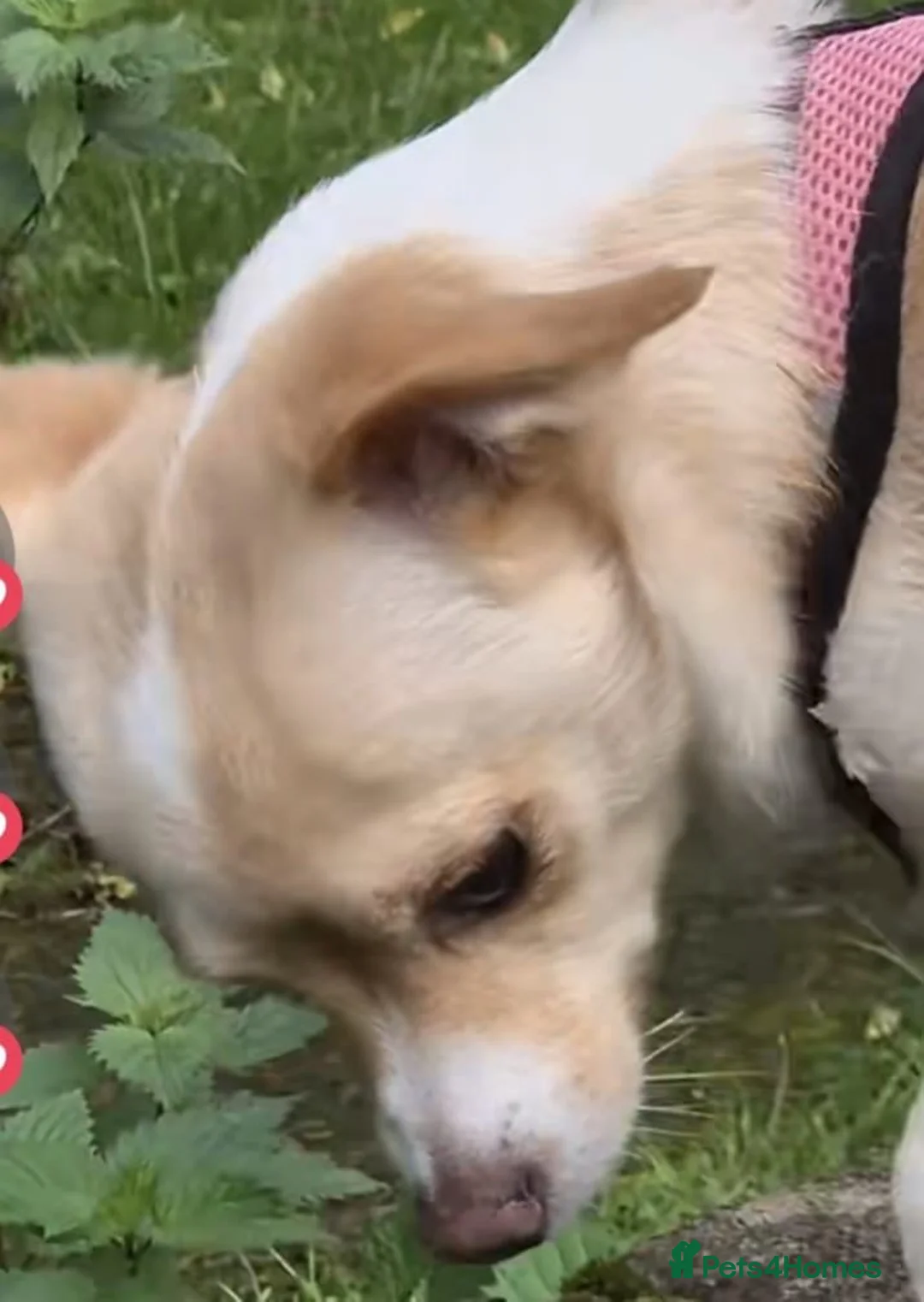 Mixed Breed dogs for adoption: Shenzi & Chica, bonded pair of jakawawas - Advert 2