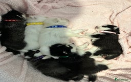 Pomsky dogs for sale: F4 beautiful puppy pomskie blue eyes - Image 9