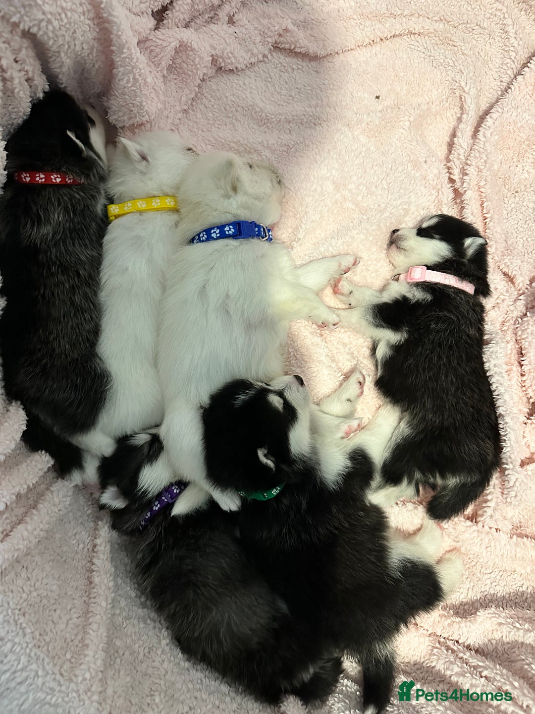 Pomsky dogs for sale: F4 beautiful puppy pomskie blue eyes - Image 9