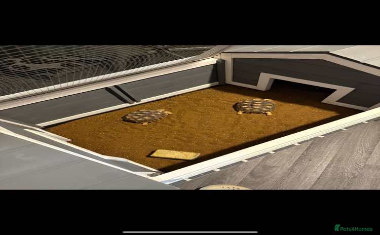 Tortoise reptiles - Advert 6