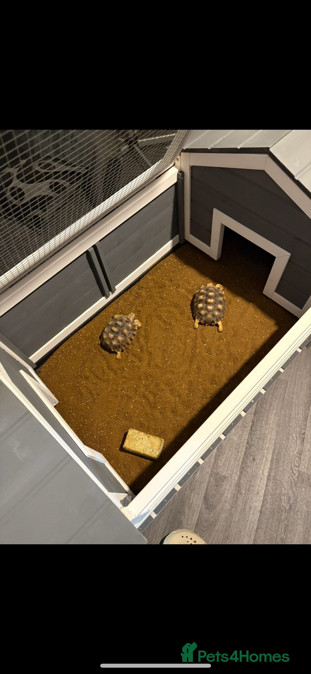 Tortoise reptiles for sale: 2 sulcata tortoises for sale with enclosure  - Image 1