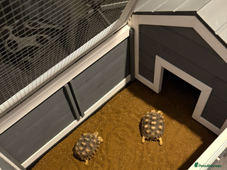 Tortoise reptiles - Advert 18