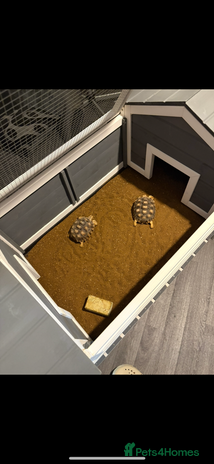 Tortoise reptiles - Advert 13