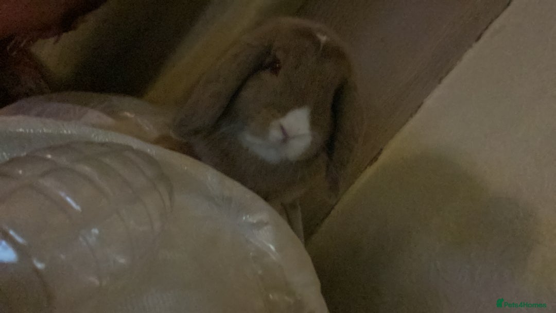 Mini Lop rabbits for sale: Male mini lop - Advert 3