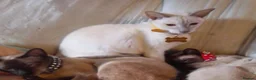Siamese cats for sale: Siamese cats - Advert 3