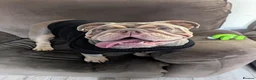 English Bulldog dogs for sale: Female neutered Pedigree English Bulldog   in Lincoln - Advert 12