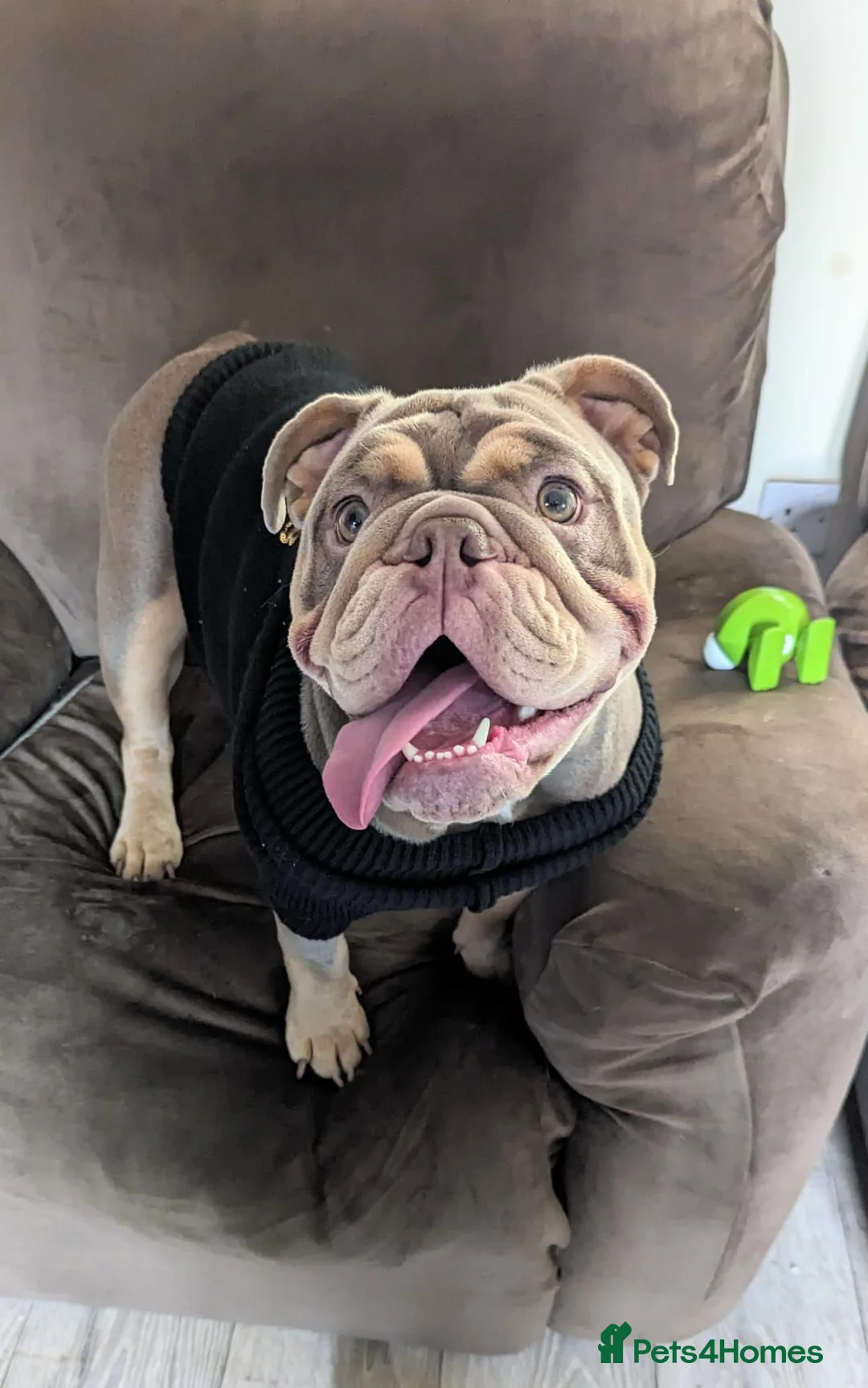 English Bulldog dogs for sale: Female neutered Pedigree English Bulldog   in Lincoln - Advert 12