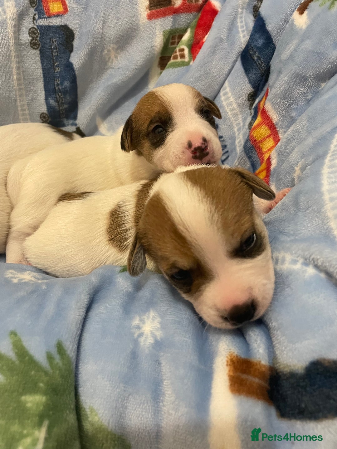 Mixed Breed dogs for sale: Chihuahua x Jack Russell puppies - Image 17