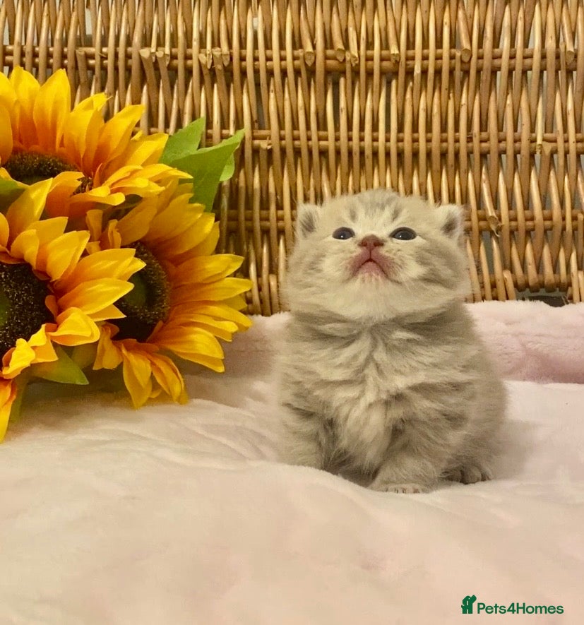 Scottish Fold cats 🧸EXTREMELY RARE TICA FAWN SCOTTISH/BSH 😻🧸 - Advert 4