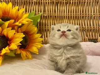 Scottish Fold cats 🧸EXTREMELY RARE TICA FAWN SCOTTISH/BSH 😻🧸 - Advert 4