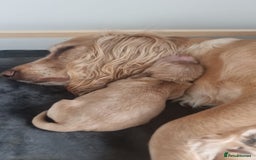 Cocker Spaniel dogs for sale: Working Cocker Spaniel Puppies for Sale - Image 12