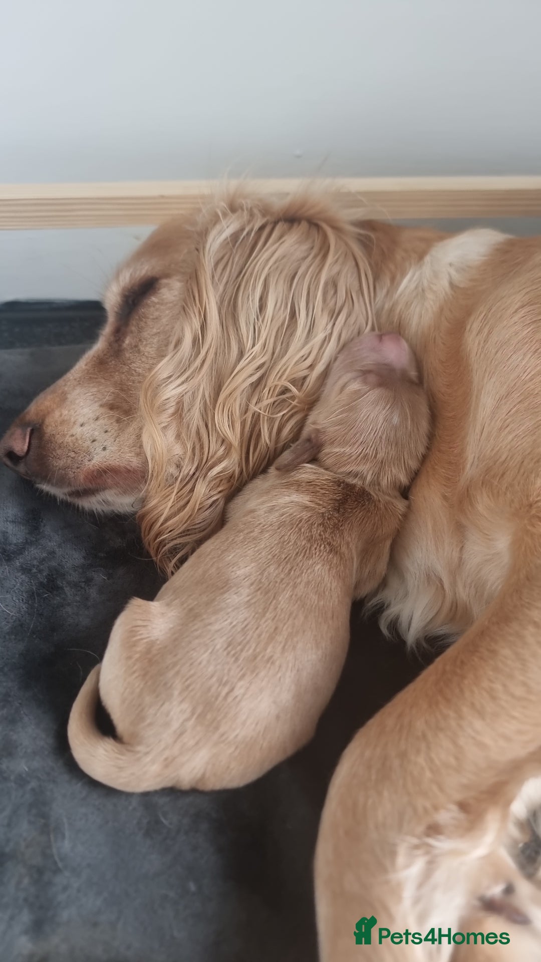 Cocker Spaniel dogs for sale: Working Cocker Spaniel Puppies for Sale - Image 12