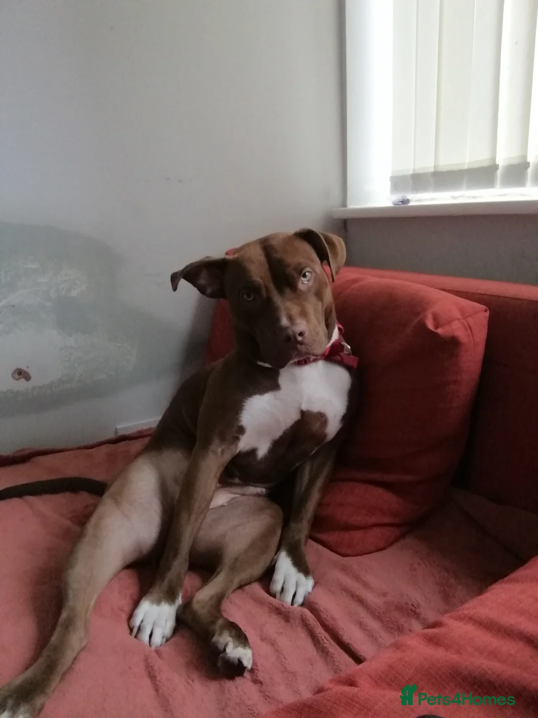 Mixed Breed dogs for sale: Staff x for sale must go today  - Advert 1