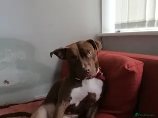 Mixed Breed dogs Staff x for sale must go today - Advert 7