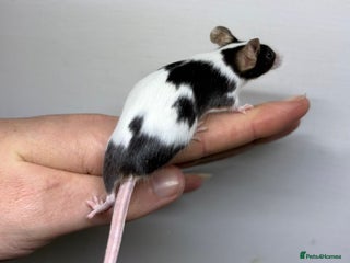 Mouse rodents Super friendly fancy female mice - Advert 13