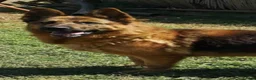 German Shepherd dogs for adoption: Meet lana 🥰🐾 - Advert 3