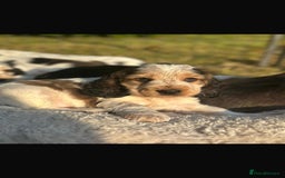 Cocker Spaniel dogs for sale: STUNNING Rizi Bizi sired Cocker puppies DNA Tested - Image 8