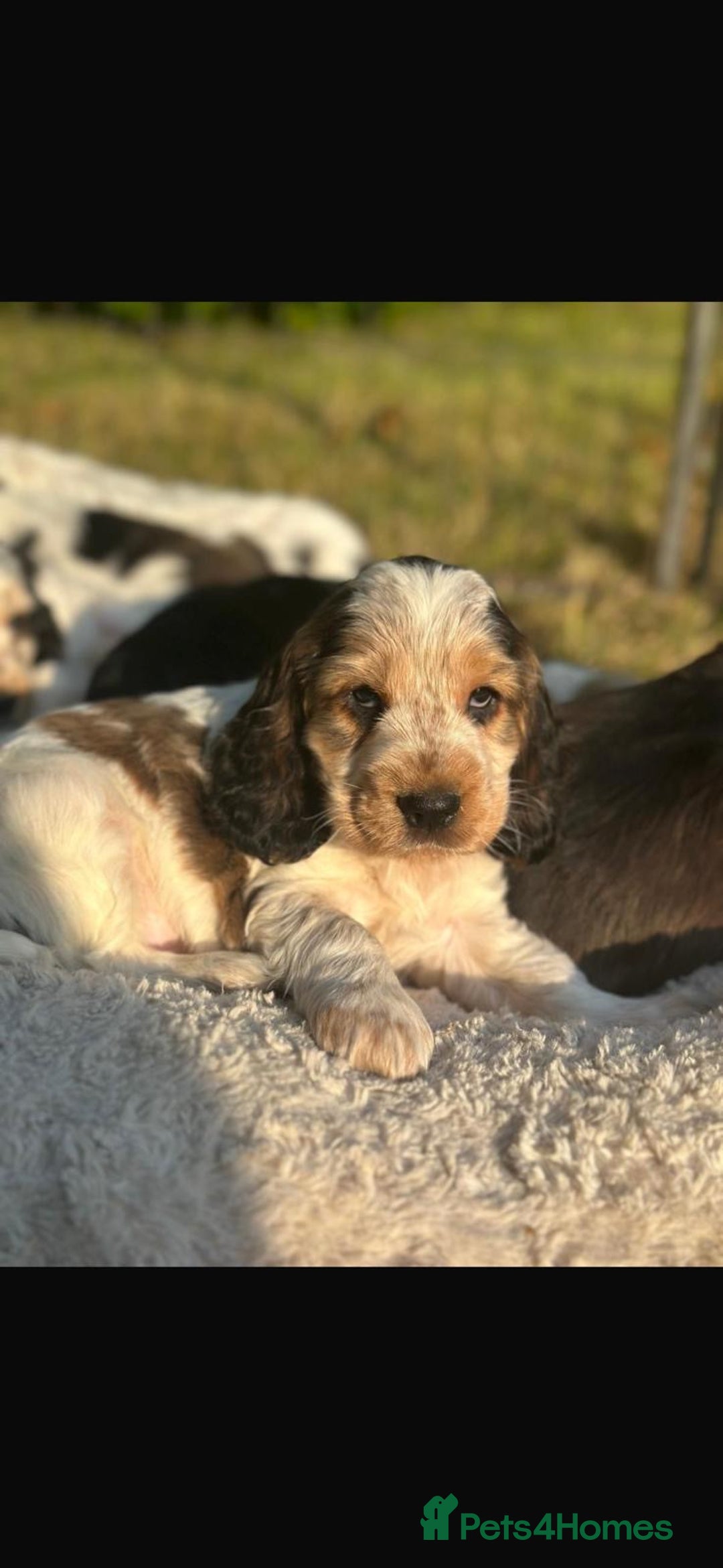 Cocker Spaniel dogs for sale: STUNNING Rizi Bizi sired Cocker puppies DNA Tested - Image 8