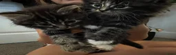 Siberian cats for sale: Siberian Cross breed, stunning litter of 5 kittens - Advert 23