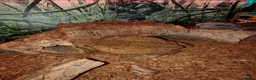 Toad reptiles for sale: Giant Suriname Marine Toad with Set Up - Advert 2