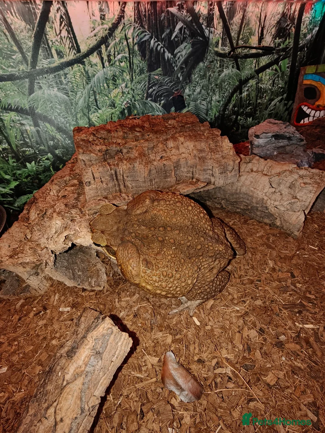 Toad reptiles for sale: Giant Suriname Marine Toad with Set Up - Advert 2