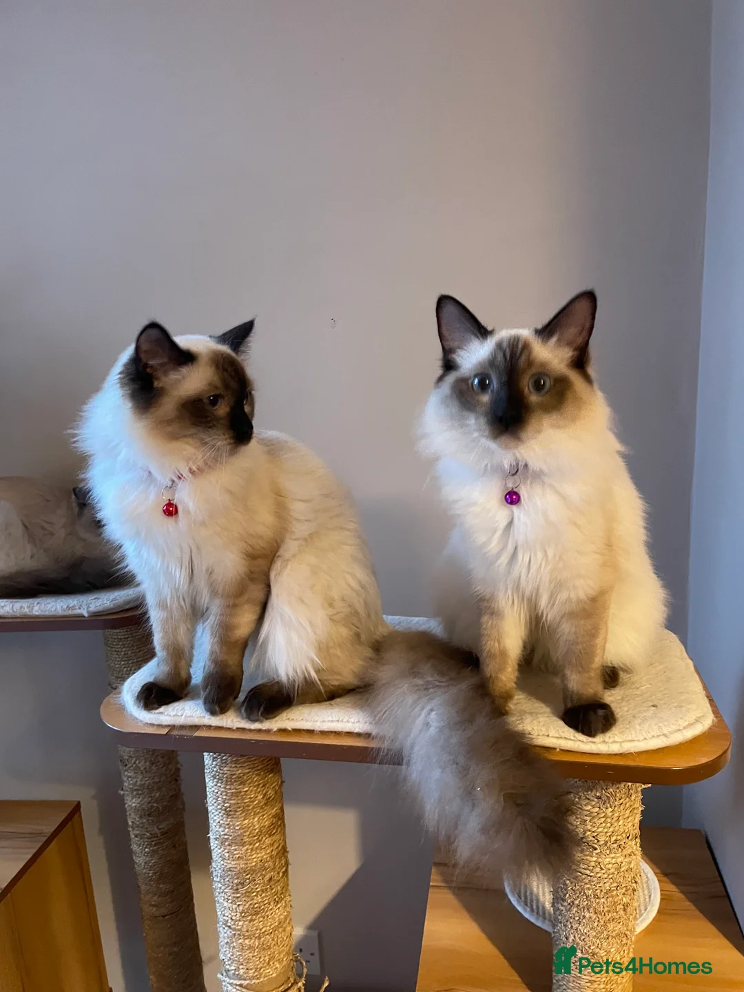 Ragdoll cats for sale: Beautiful Ragdoll boys - Advert 9