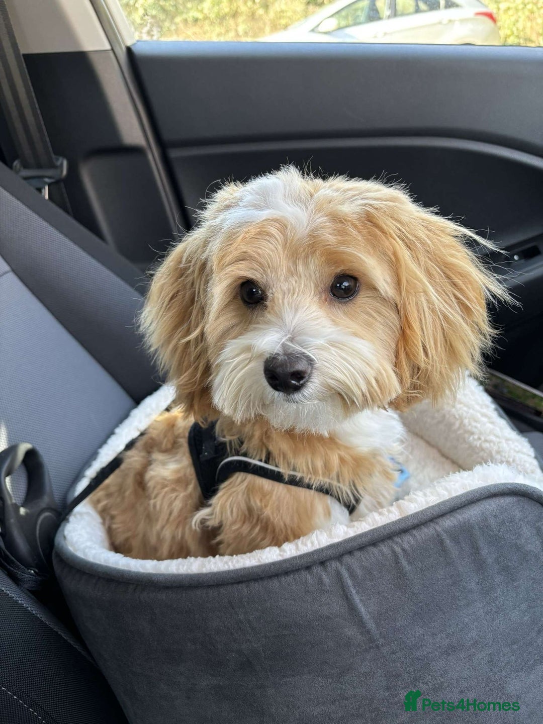 Maltipoo dogs for sale: Toy f1 maltipoos health tested champagne coloured  - Image 12