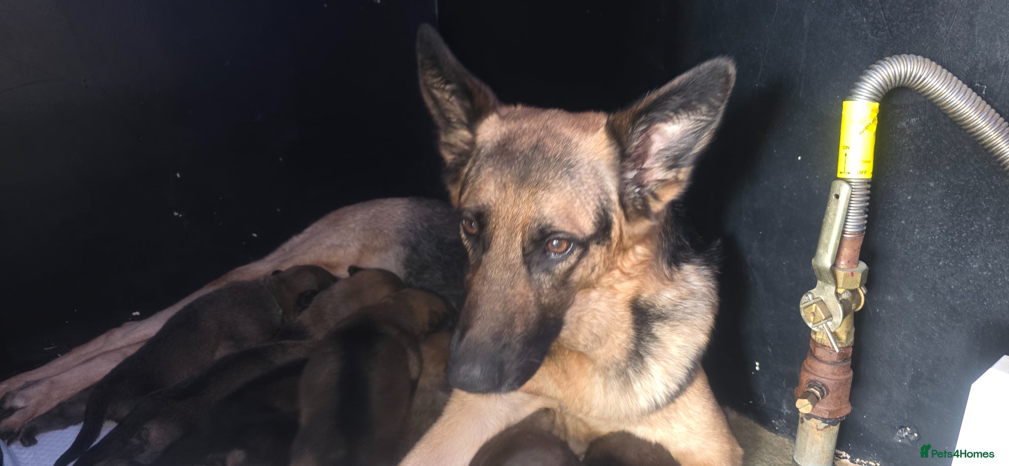 German Shepherd dogs 8 adorable puppies - Advert 1