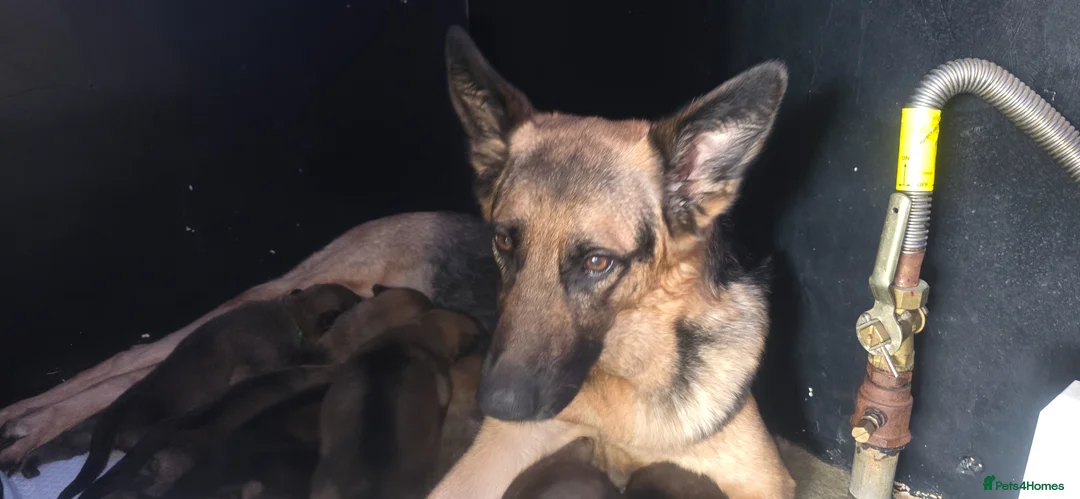 German Shepherd dogs for sale: 8 adorable puppies - Advert 1