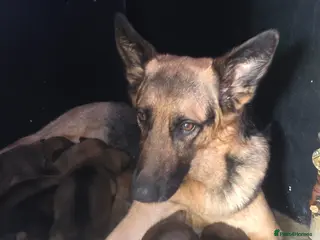 German Shepherd dogs 8 adorable puppies - Advert 1