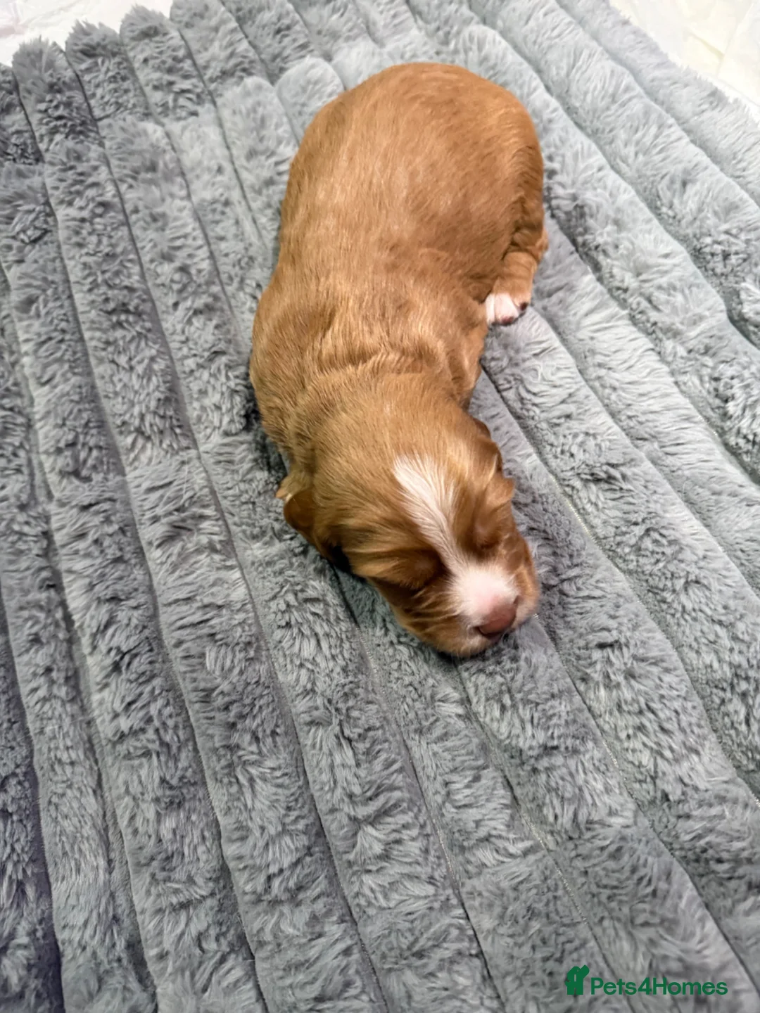 Cocker Spaniel dogs for sale: Working Cocker Spaniels Puppies do sale  in Aberdeen - Advert 2