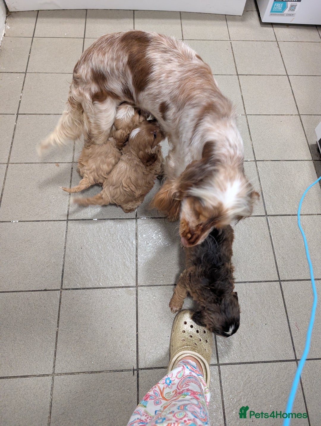 Cockapoo dogs for sale: Showtype F1 Cockapoos! Parents DNA Clear ✅ - Advert 17