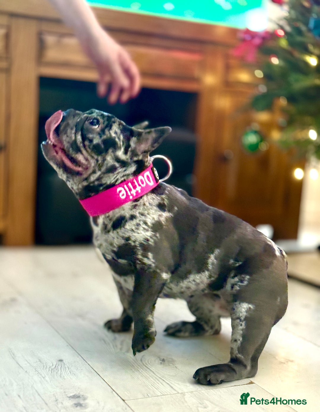 French Bulldog dogs for sale: Pure French bulldog female merle - Image 5