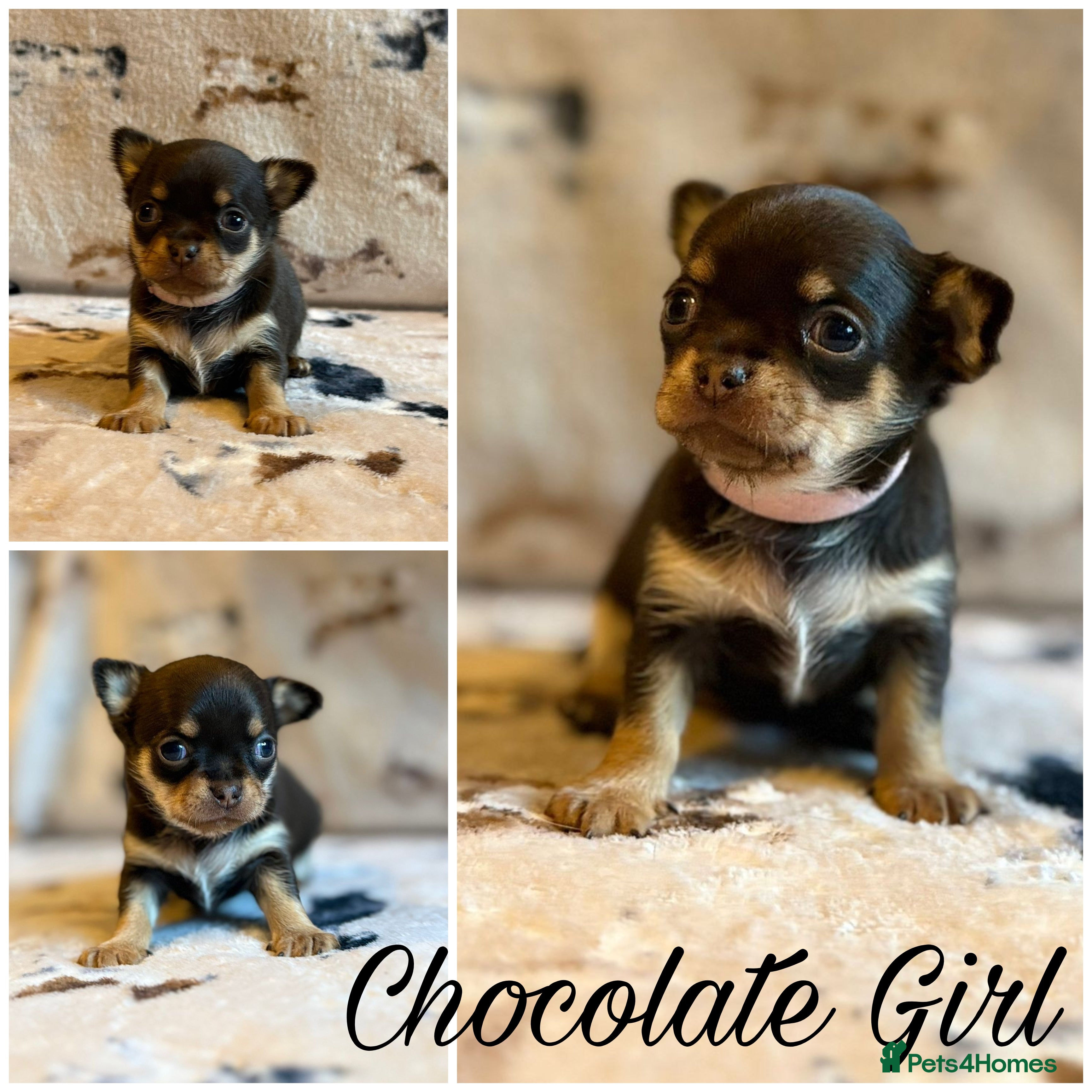 Chihuahua dogs 5 Beautiful true to type small chihuahuas - Advert 10