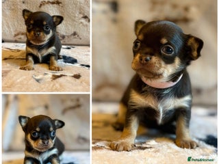 Chihuahua dogs 5 Beautiful true to type small chihuahuas - Advert 11