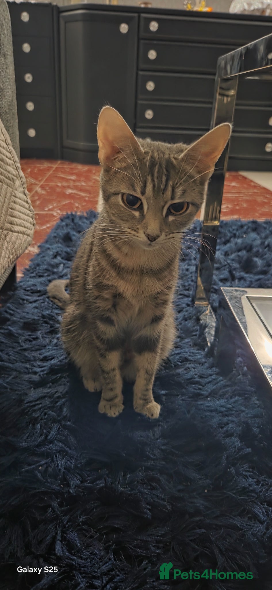 Mixed Breed cats Beautiful kittens ready to reserve, home raised - Advert 3