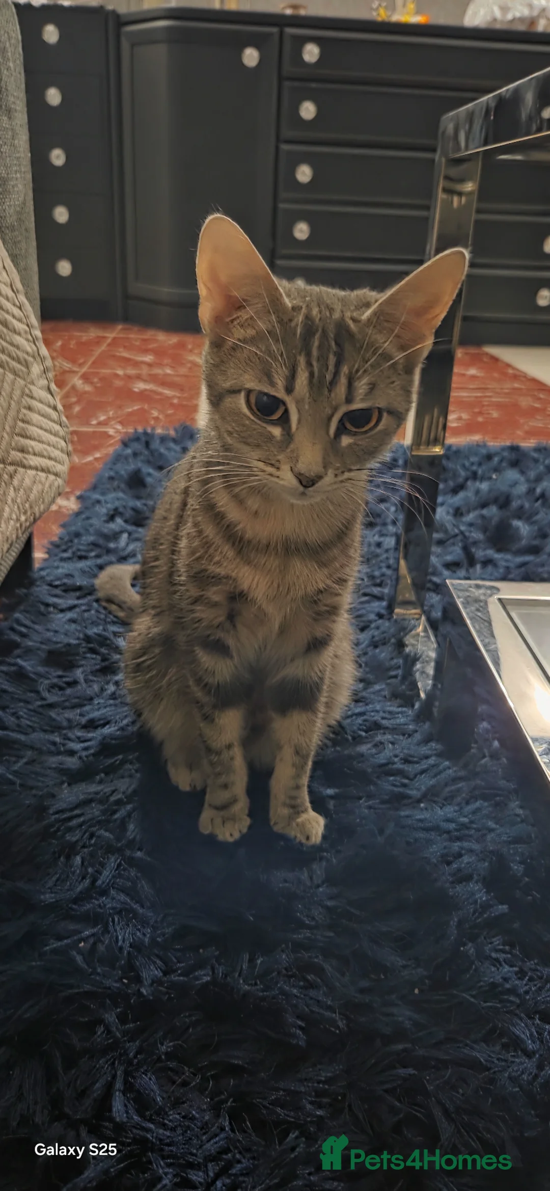 Mixed Breed cats for sale: Beautiful kittens ready to reserve, home raised - Advert 1