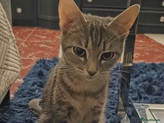 Mixed Breed cats Beautiful kittens ready to reserve, home raised - Advert 3