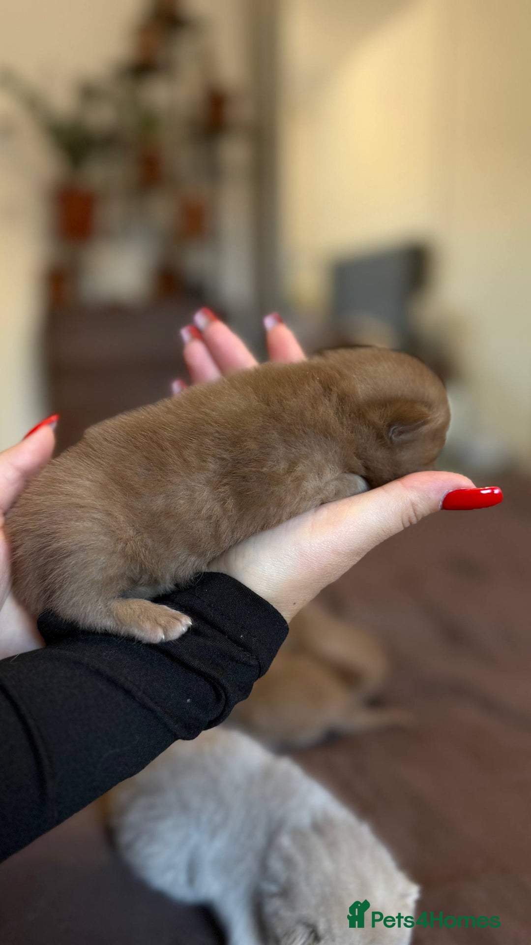 British Shorthair cats for sale: Luxury British Shorthair Kittens | Cinnamon & Fawn - Advert 17