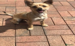Chorkie dogs for sale: Reggie - Image 5