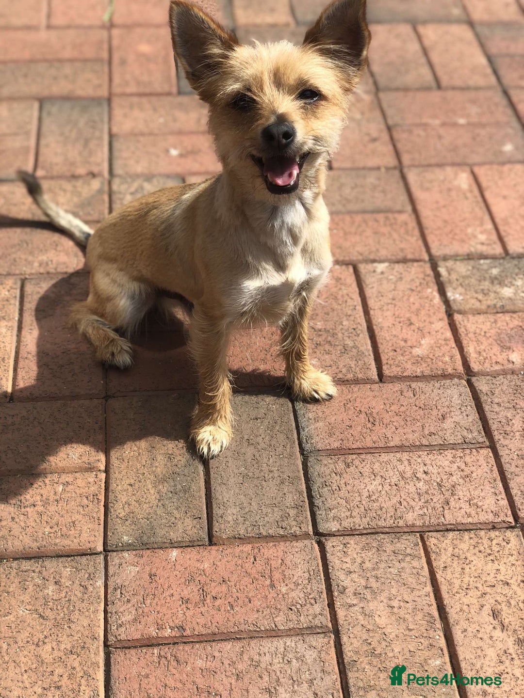 Chorkie dogs for sale: Reggie - Image 5