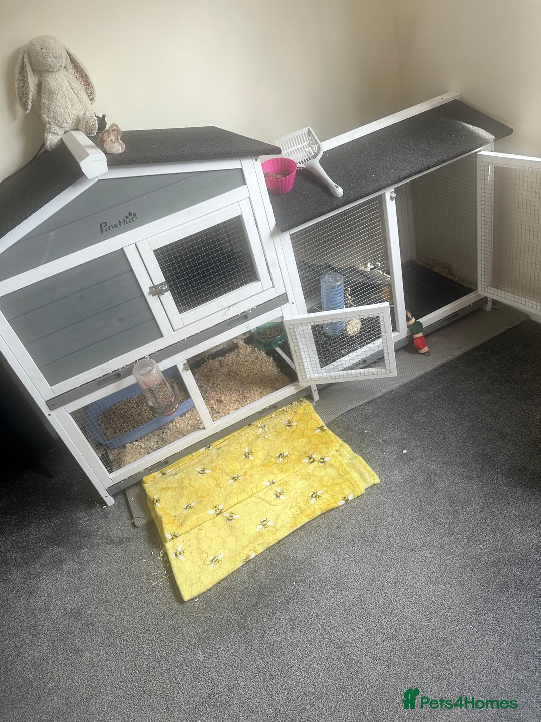 Mini Lop rabbits for sale: 2 indoor bunnies and cage  - Image 1