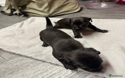 Patterdale Terrier dogs for sale: Patterdale puppies  - Image 7