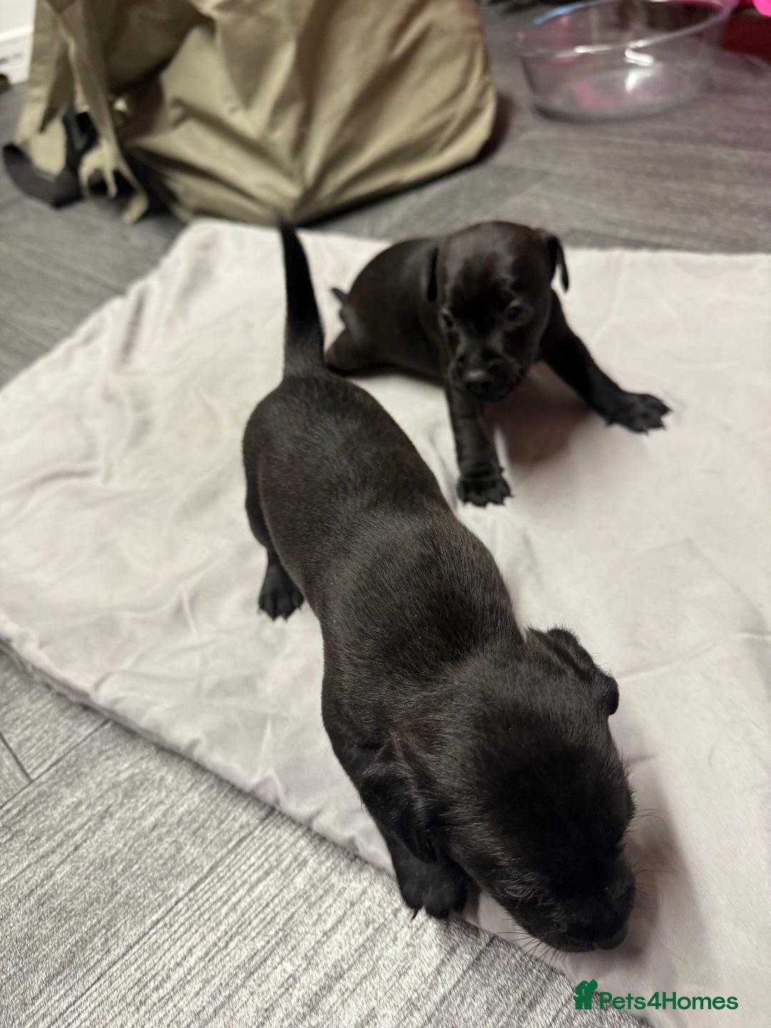 Patterdale Terrier dogs for sale: Patterdale puppies  - Image 7