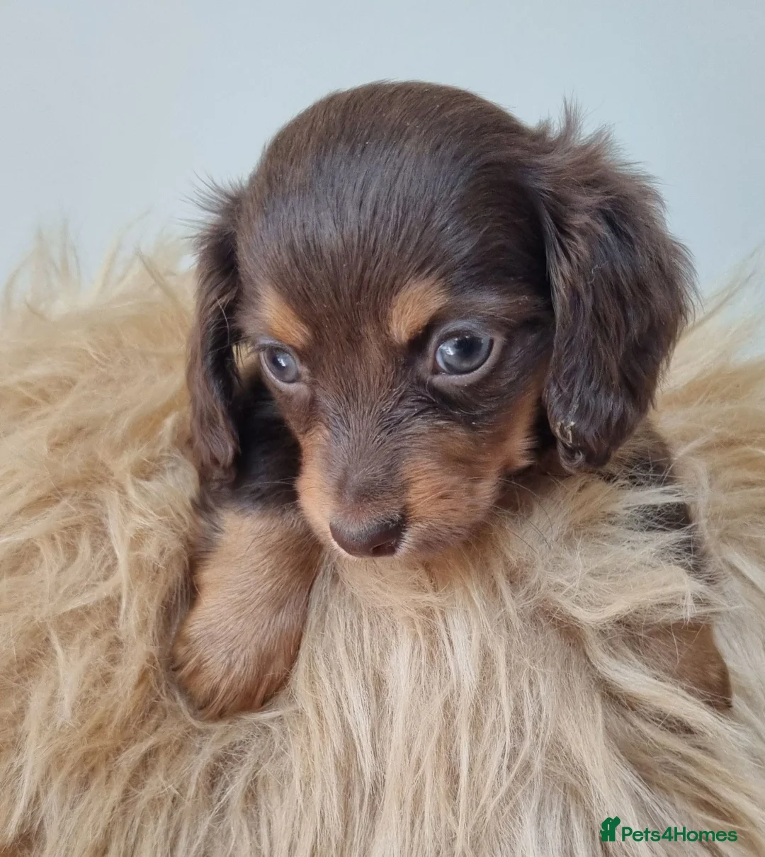 Dachshund dogs for sale: Long Haired True Minature kc Dachshund - Advert 1