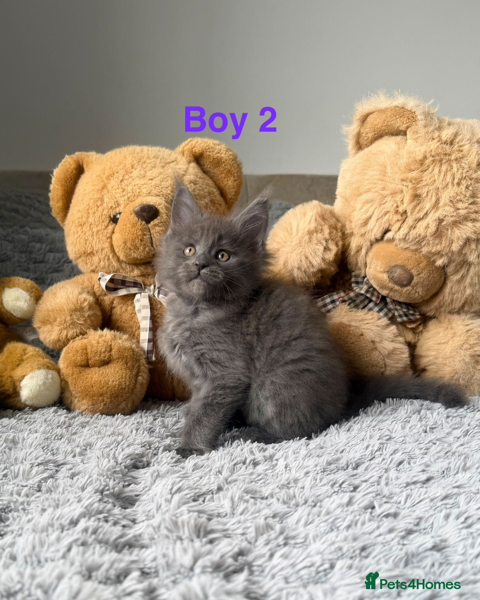Maine Coon cats 3 left. SHOW QUALITY MAINE COON KITTENS  - Advert 2
