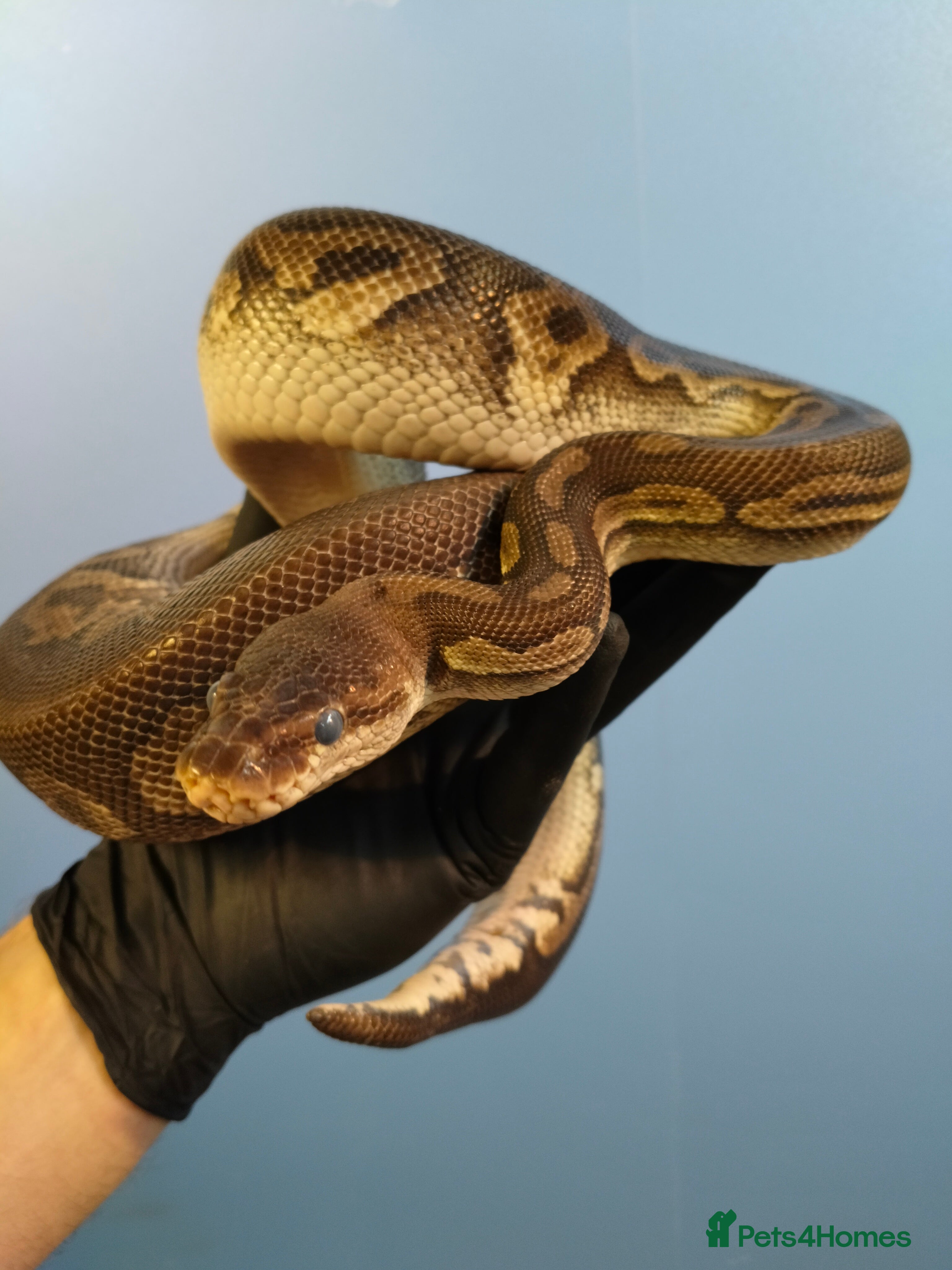 Python Snake reptiles Royal Python  - Advert 2