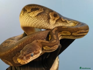 Python Snake reptiles Royal Python - Advert 2