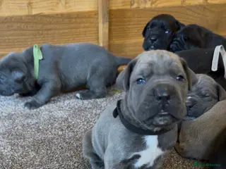 Cane Corso dogs PURE CANE CORSO PUPPIES FOR SALE !!!! - Advert 5