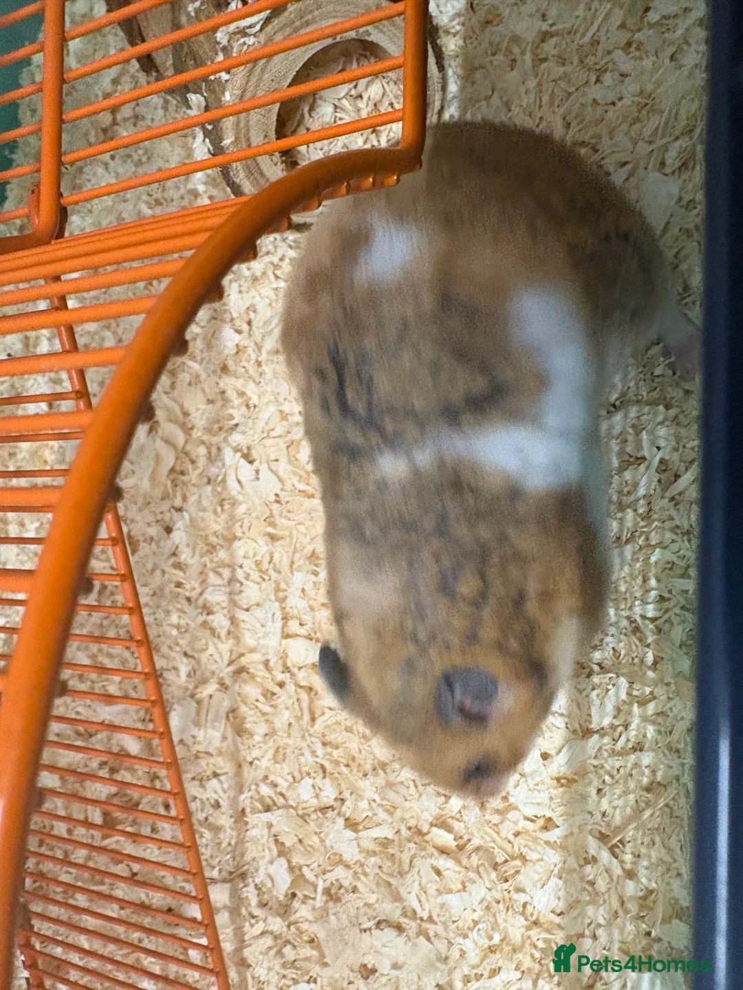 Hamster rodents for sale: Urgent Sale! Lovely, tame female hamster!! - Advert 2